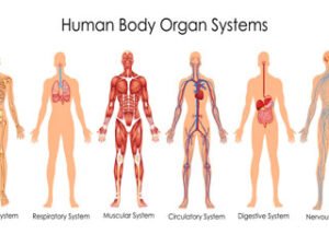 human_biology_diploma